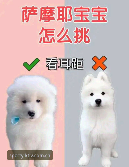 KTIV安卓下载 新手必看:KK体育平台资深用户分享KTIV安卓下载与使用心得